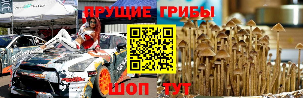 Псилоцибиновые грибы GOLDEN TEACHER  Вход с VPN  Назрань 